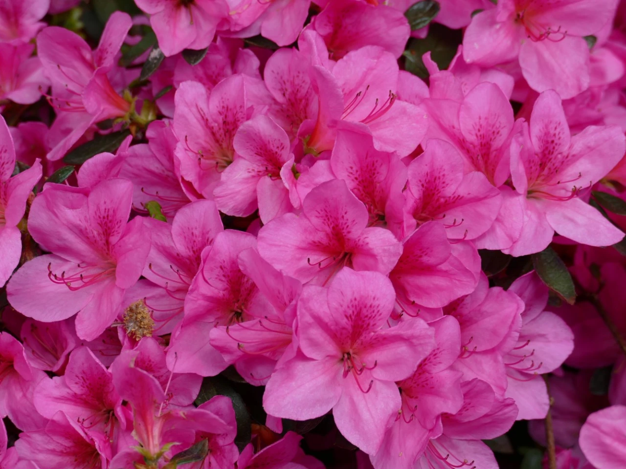 Hyde Azalea Rosemary Hyde image